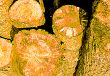 Logs texture