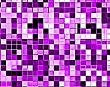 lilacs in square