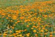 Field with a calendula