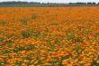 Field with a calendula