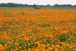 Field with a medicinal calendula