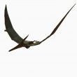 Pteranodon