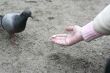 Woman feeding the pigeon from a hands