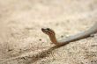 snake