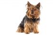 Small dog