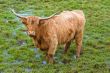 Highland cattle