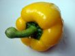 The big ripe pepper