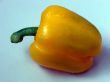 The big ripe pepper