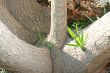 Fantastic tree