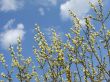 pussy willow