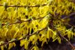 Spring bush
