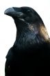 Blackbird