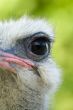 Ostrich eye