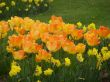 Daffodils and tulips