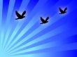 Birds fly