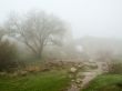 stronghold ancient mist morning age-old wall tree