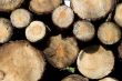 wood from the forest