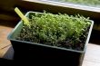 growing little plants