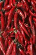 Red Hungarian pepper