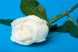 wet white rose on blue