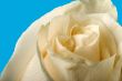 white rose with blue background