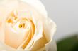 closeup white rose