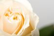 closeup white rose