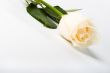 rose on white background