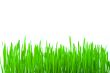 isolated green grass