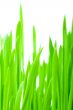 vertical green grass