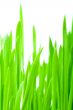 vertical green grass