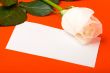 macro white rose on red with blank card