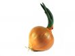Grown onion bulb