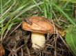 Close up of mushroom in the forest