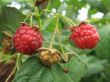 Raspberrys growing