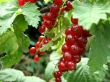 red currant