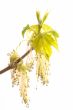 flowering tatarian maple
