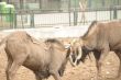 antelopes gnu