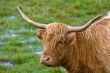 Highland cattle