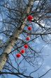 Red lanterns on the birch