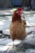 domestic  hen