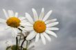  white camomiles