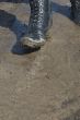 the Dirt
