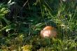 brown russules