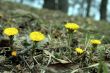 Spring Coltsfoots