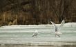 Seagull Taking Off
