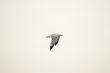 Flying Gull