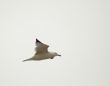 Seagull