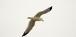 Flying Away