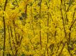 Yellow blooming bushes of forsythia.